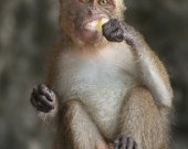 Ross Fairgrieve - Macaque - Krabi, Thailand