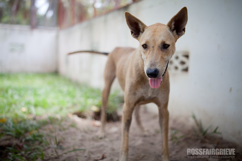 Cleo's Story - PhaNgan Animal Care