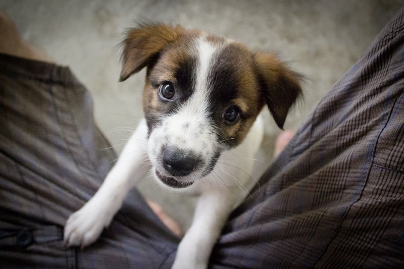 PhaNgan Animal Care Cute Stray Puppy